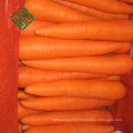 2017 chinese fresh carrot